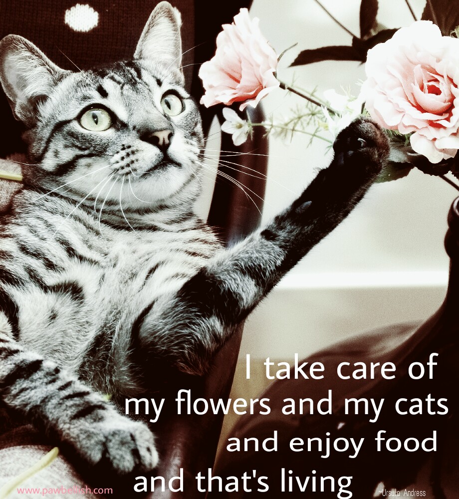 Five Fabulous Quotes for Cat Lovers Pawbellish