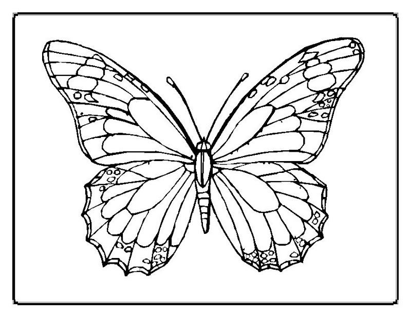 Cute and Beauty Butterfly Coloring Sheet title=