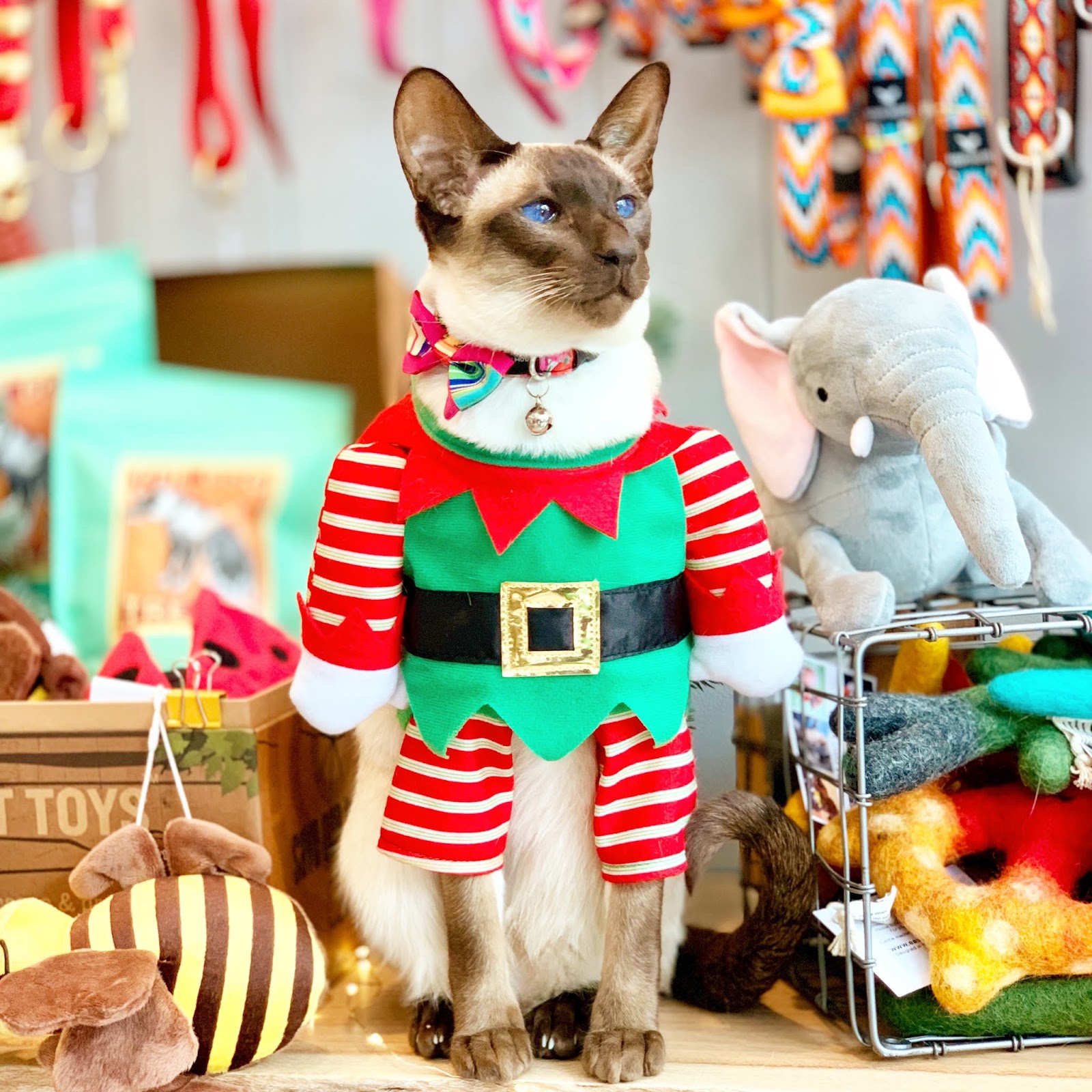 Luxury Cat Boarding with Holiday Elf Dakota Fortitude Valley Vet