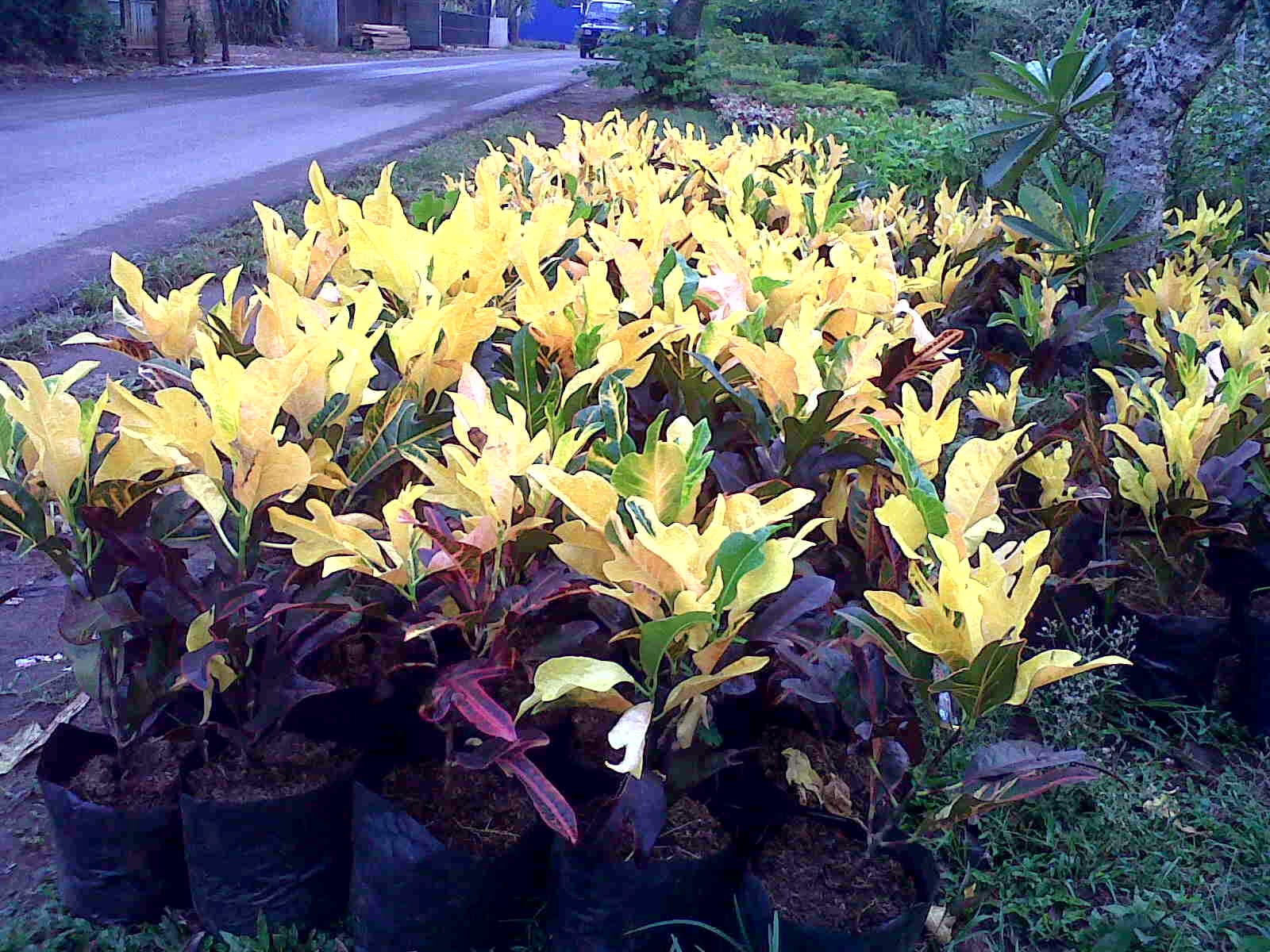 jual pohon puring Jet | tanaman hias puring zet | tukang taman