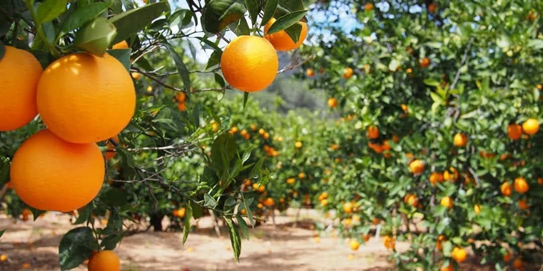 Rich Farm Kenya Profitable Agribusiness Ideas in Fruit Farming Why