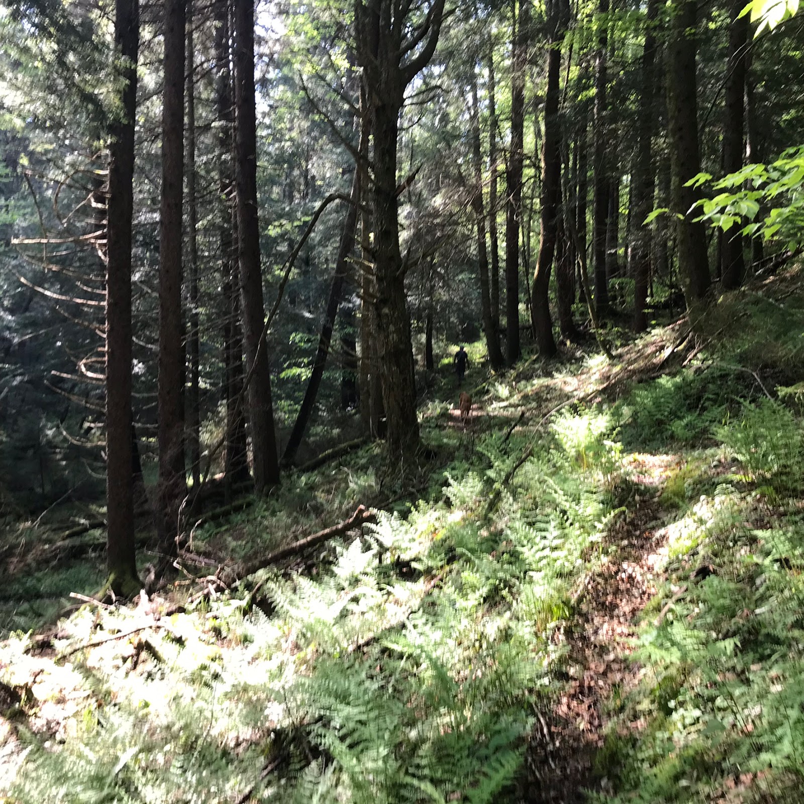 Wandering Virginia Laurel Fork South Wilderness, West Virginia