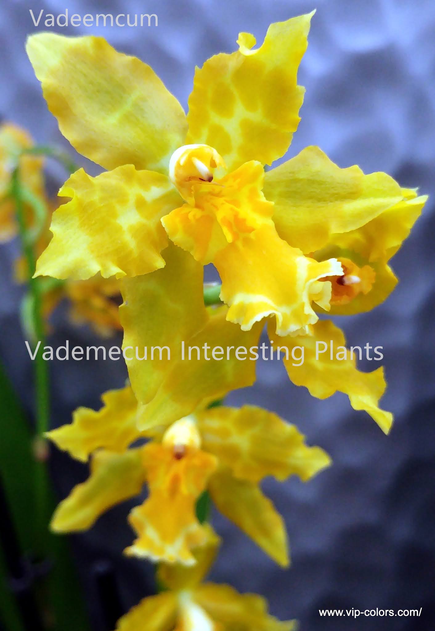 Vademecum Interesting Plants (Odontoglossum “Geyser Gold”) (storczykowate)