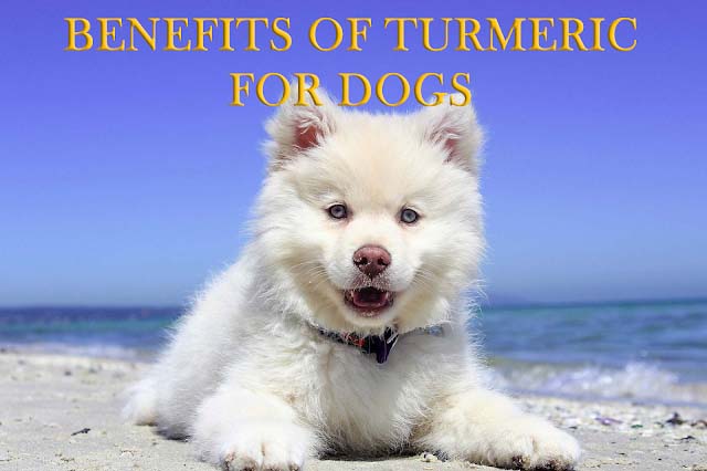 turmeric for dogs