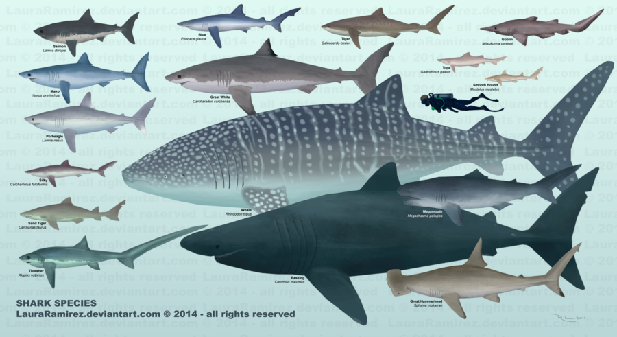 Types Of Sharks Chart