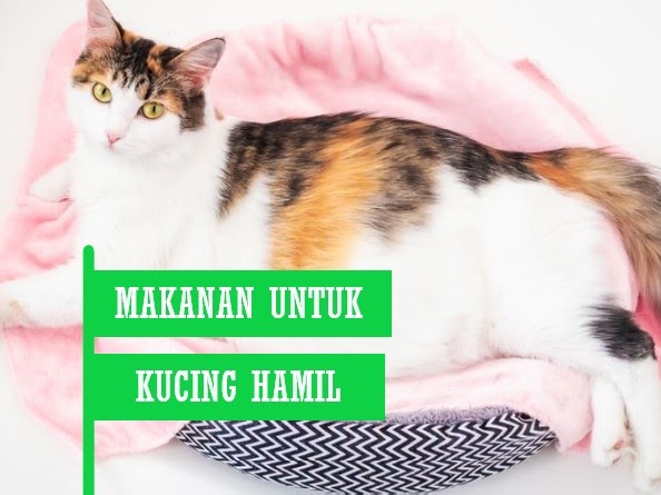 Jenis Dan Cara Membuat Makanan Untuk Kucing Hamil Sendiri Beternakdirumah Jenis Dan Cara Membuat Makanan Untuk Kucing Hamil Sendiri Beternakdirumah