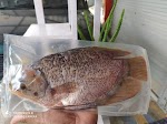 Ikan Gurami Segar Per KG