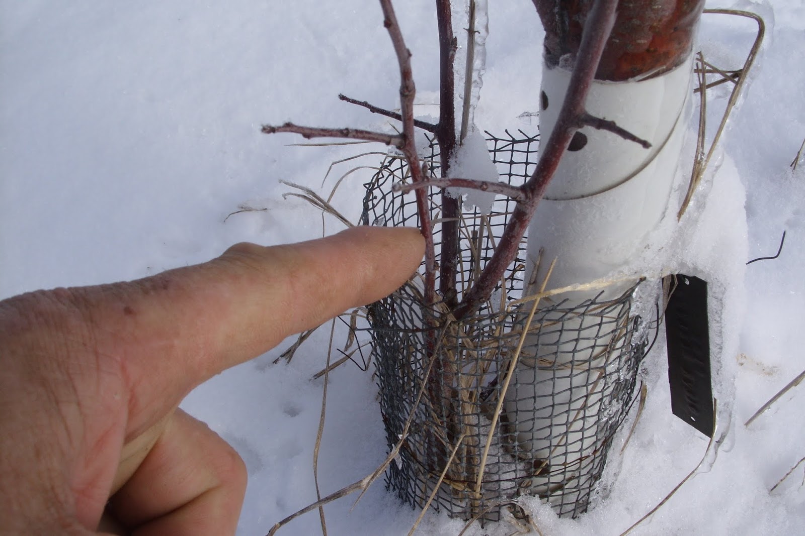 Forest house farm pruning apple trees