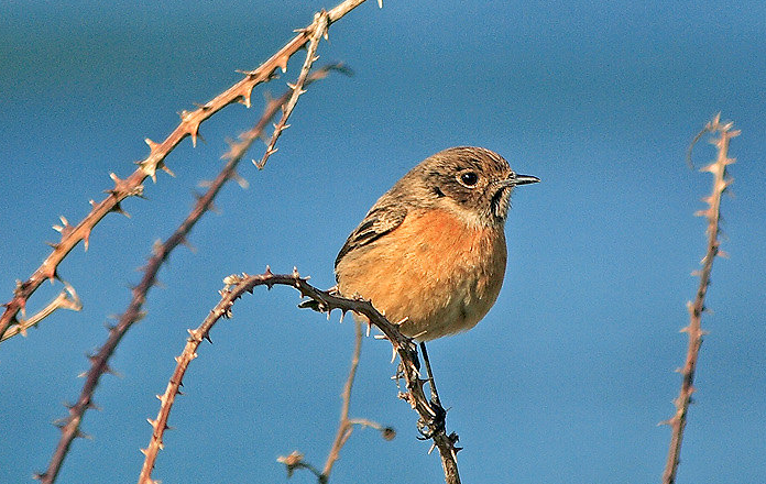 El Pájaro Espino La leyenda del pájaro espino