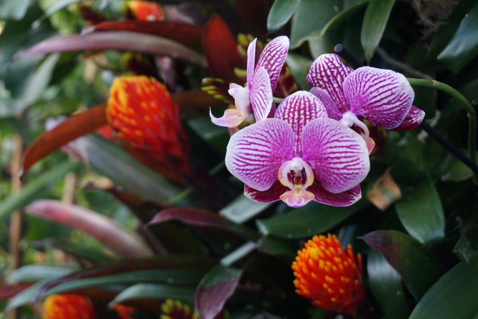 Colombian Flowers Best Flowers in the World Gift Shop Dubai Gifts