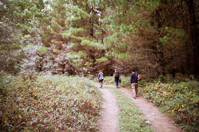 State Forests at Black Springs Oberon NSW