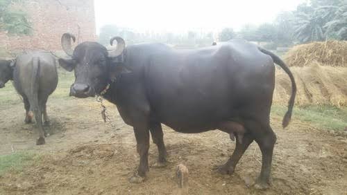 Bhadawari Buffalo