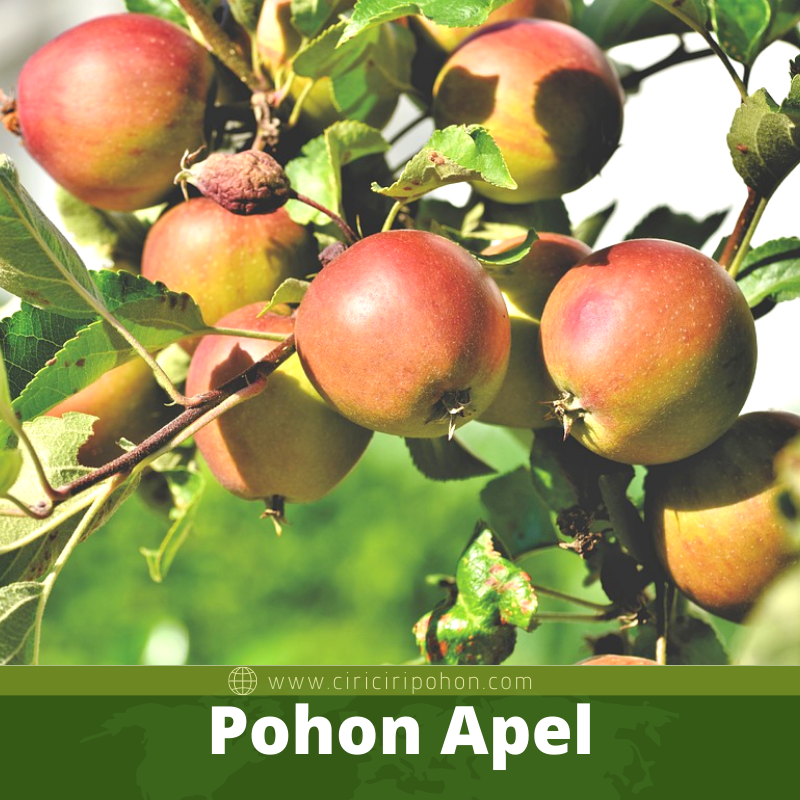 Pohon Apel