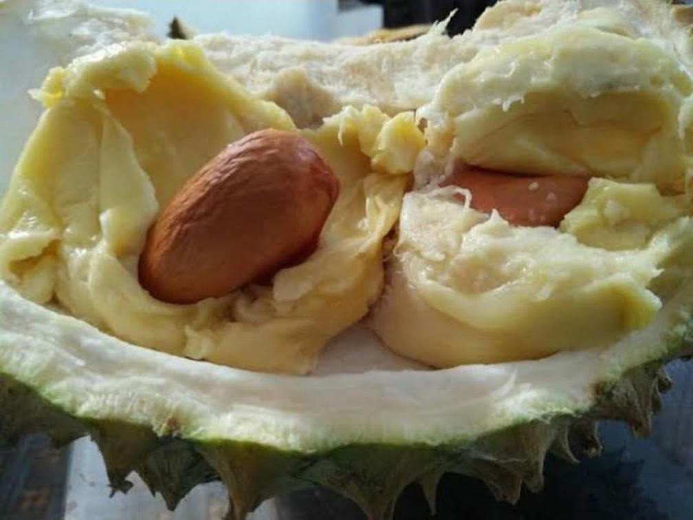 Bibit durian bawor siap berbuah Aceh
