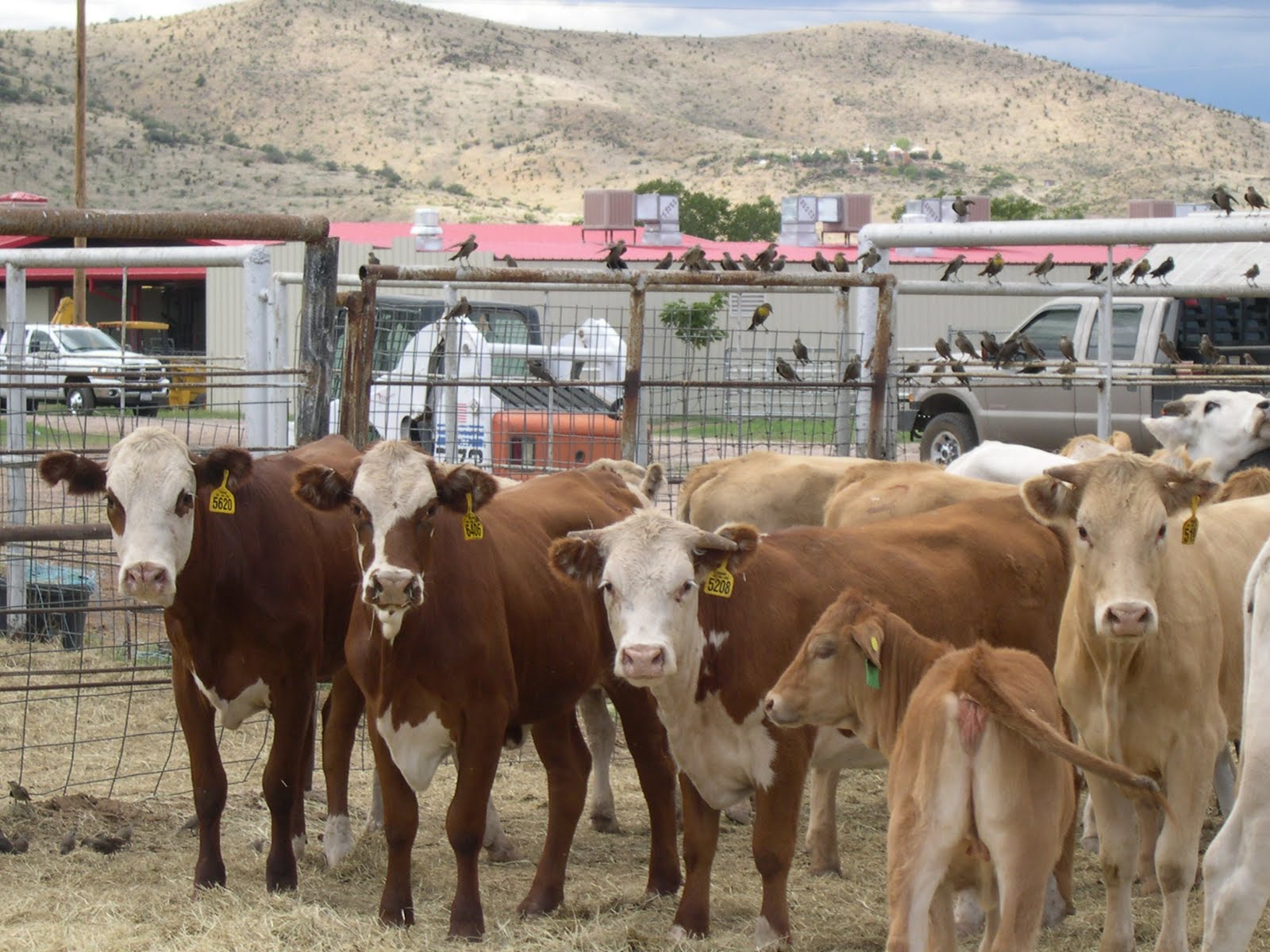 Texas Mountain Trail Daily Photo: Getting Ready for the Big Bend Ranch ...