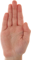 Palm (telapak tangan) Palm (telapak tangan)