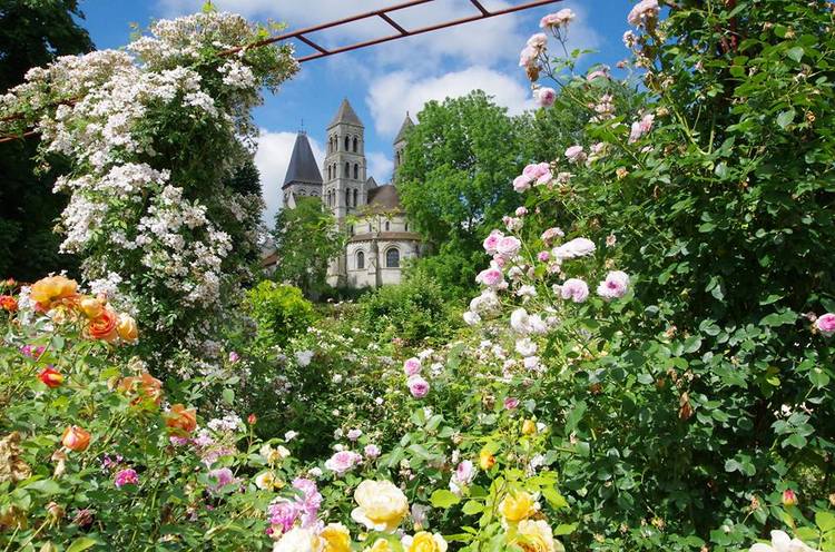 Rosas inglesas en una abadía francesa. Rosaleda David Austin en Abbaye de Morienval, Francia
