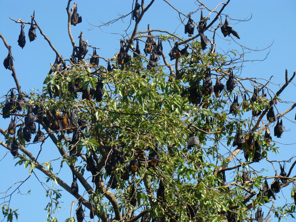DiscoverSriLanka SRI LANKA BATS