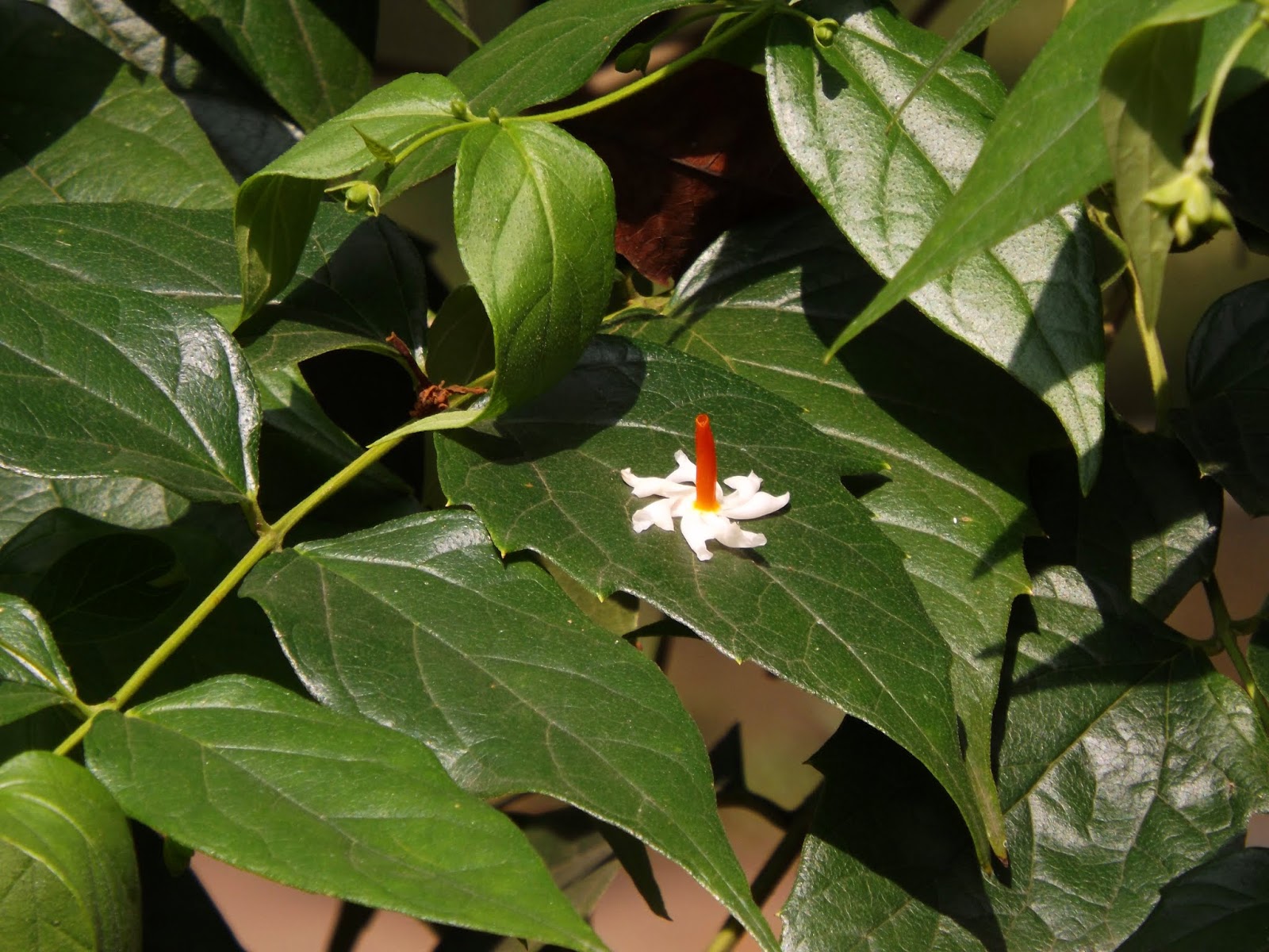 Shiuly or Night jasmine, Nyctanthes arbortristis