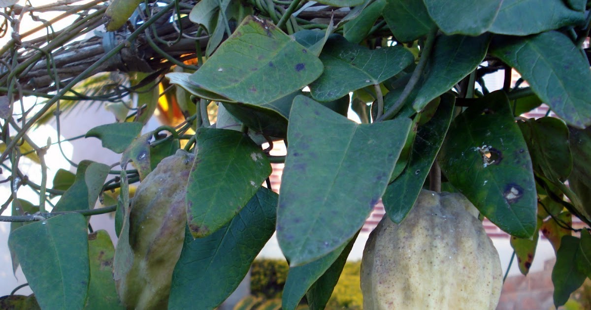 Canguçu em cores II Araujia sericifera Brot. ChuchudoMato Pepino