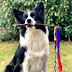 Psychology of Dog