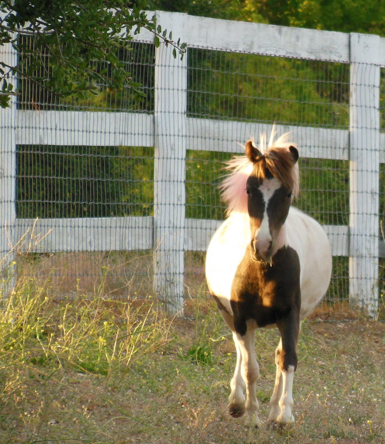 Miniature Horse, © B. Radisavljevic 