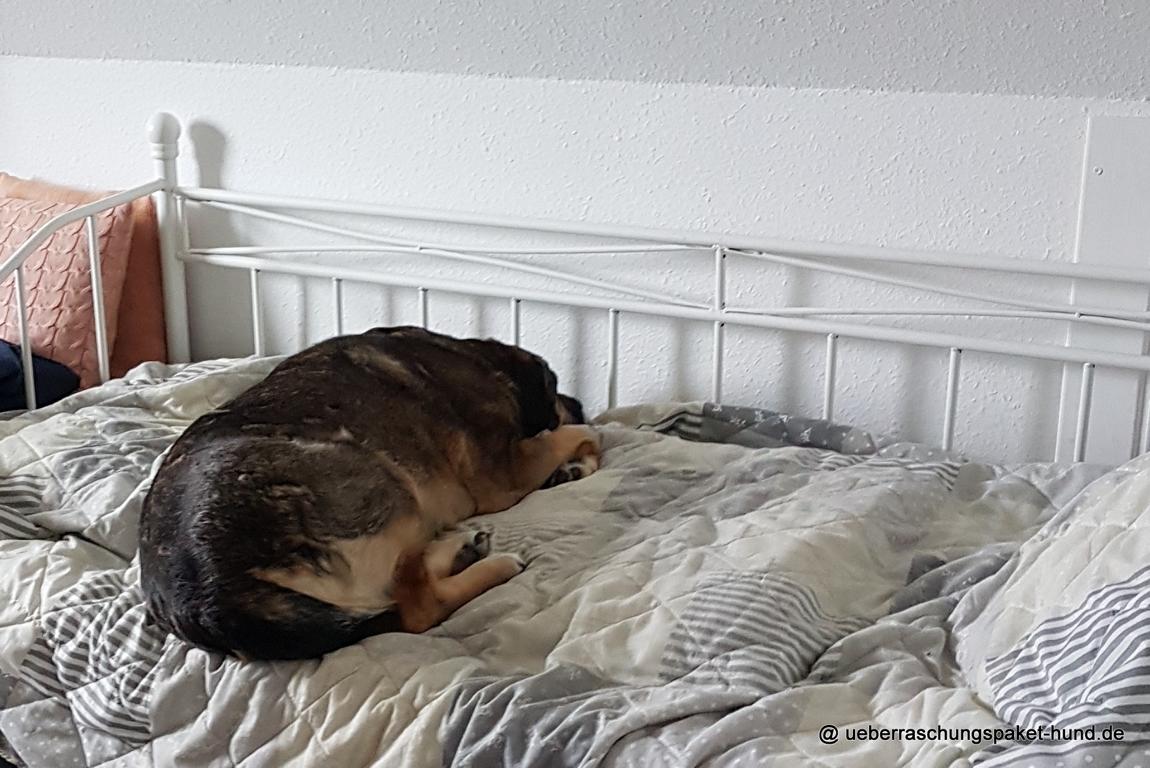 Überraschungspaket Hund ein Hundeblog der zeigt, wie unterschiedlich