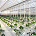 Βοιωτία: Επένδυση 6 εκατ. για υδροπονικό θερμοκήπιο παραγωγής πράσινων λαχανικών και μυρωδικών