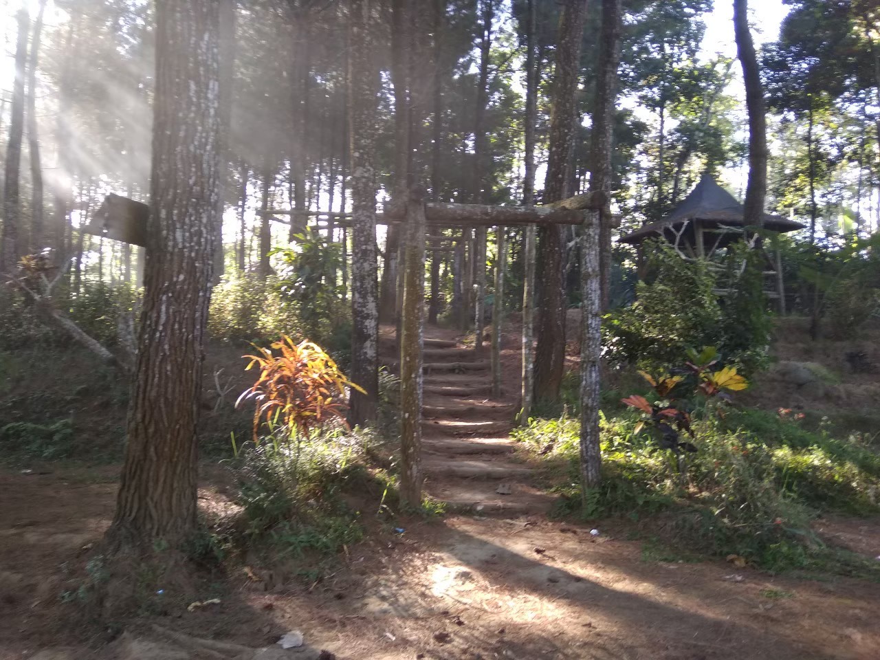 Travelofah: Menikmati Keindahan Hutan Pinus Precet Malang