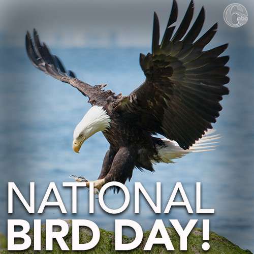 National Bird Day Wishes Photos