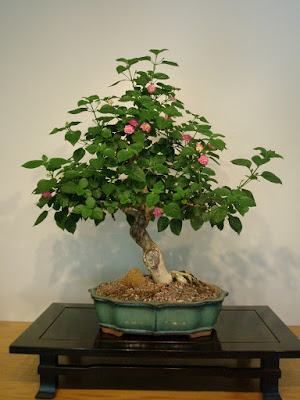 Bonsai Lantana (Lantana camara)