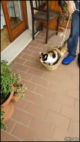 Funny Cat GIF • Purrfect cat basket elevator. “Get me down, I want to catch mice.”WNT TO .” Funny Cat GIF • Purrfect cat basket elevator. “Get me down, I want to catch mice.”WNT TO .”