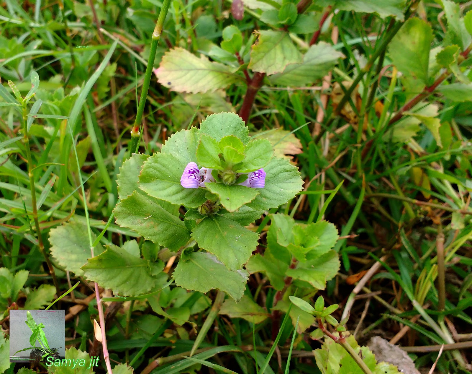 NATIVE AQUATIC Red Higrophila difformis NATIVE AQUATIC Red Higrophila difformis