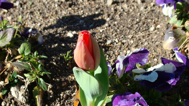 Tulipanes (Tulipa sp.) y pensamientos (Viola x wittrockiana)