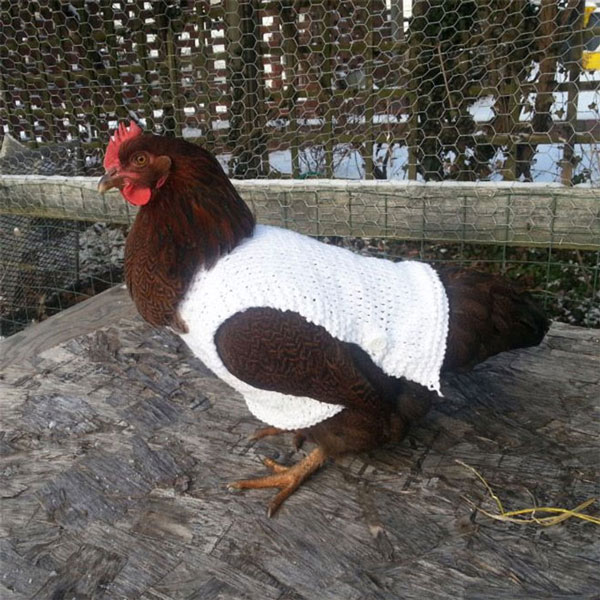 ayam dengan pakaian rajutan