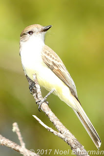 Stolid Flycatcher