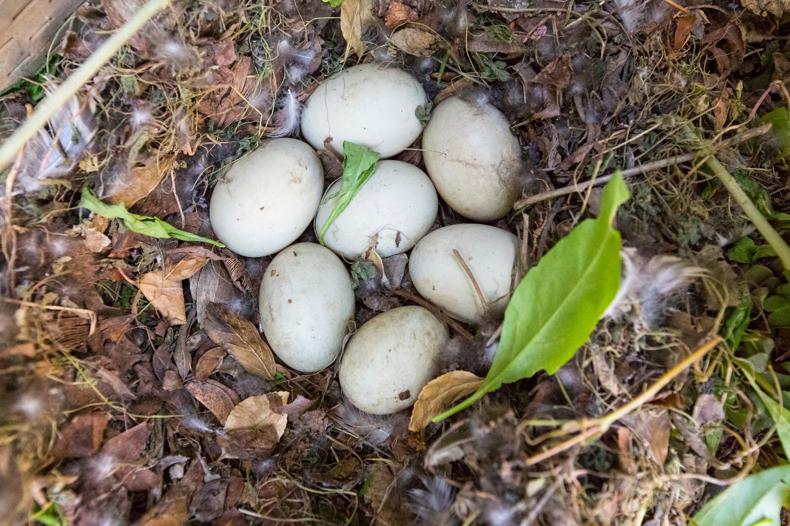Naturetastic Blog Duck Nest and Eggs