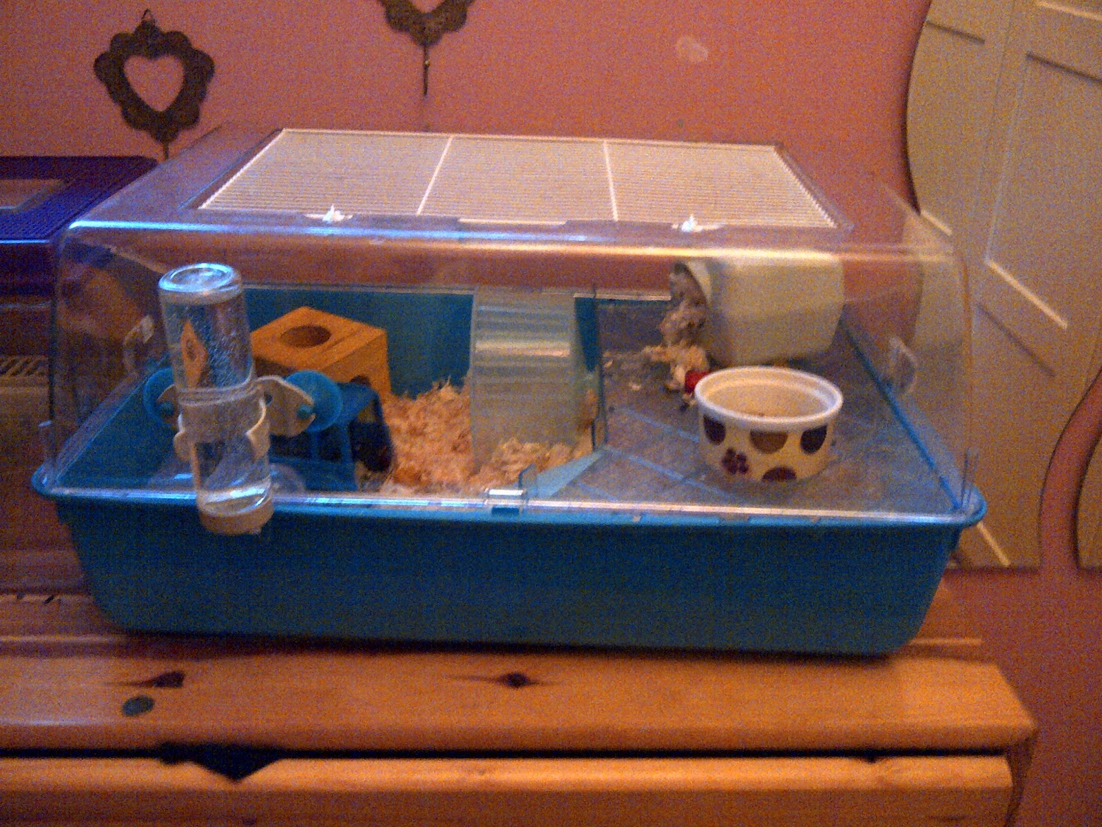 Rhiannons Pet Reviews Dwarf hamster cage review