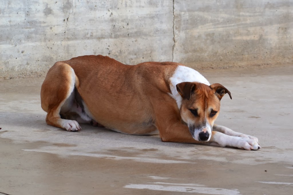 gestromte_hunde — Mein Leben mit Hund