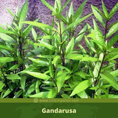 Gandarusa