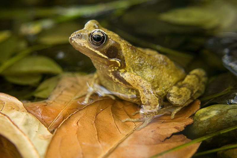 Common Frog Animal Wildlife