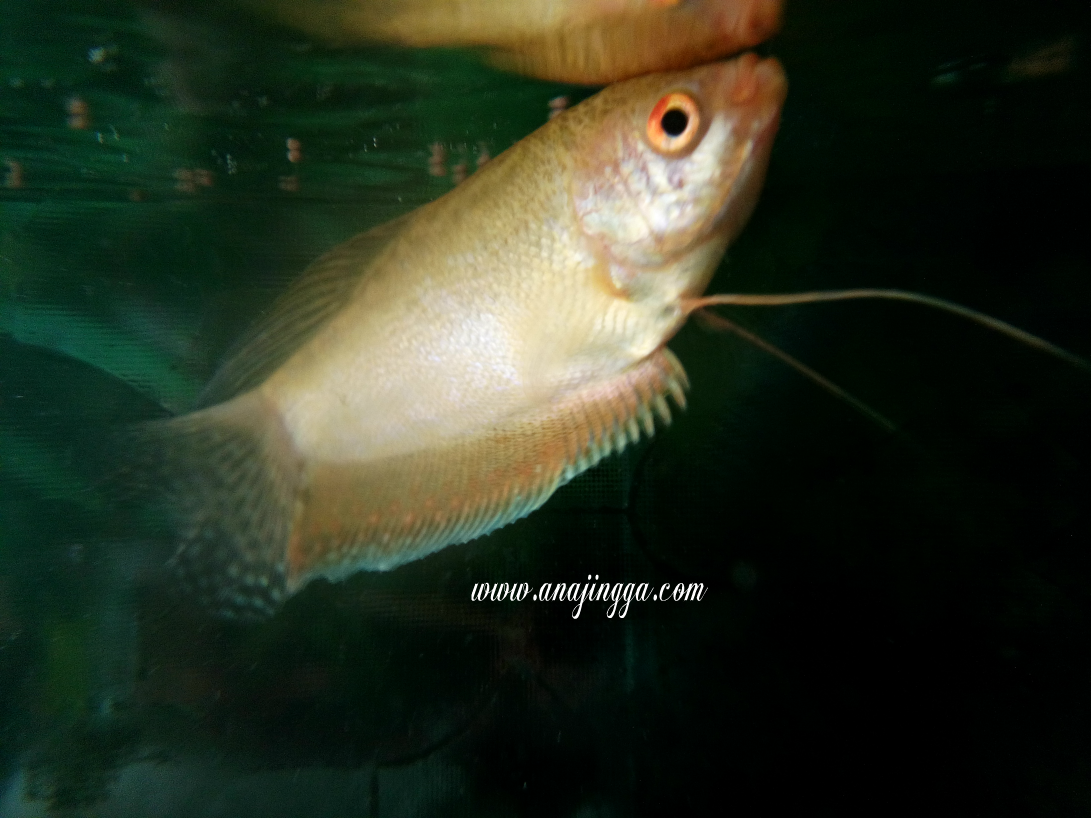 Kisah Ikan Puyu Dan Ikan Emas Kisah Ikan Puyu Dan Ikan Emas