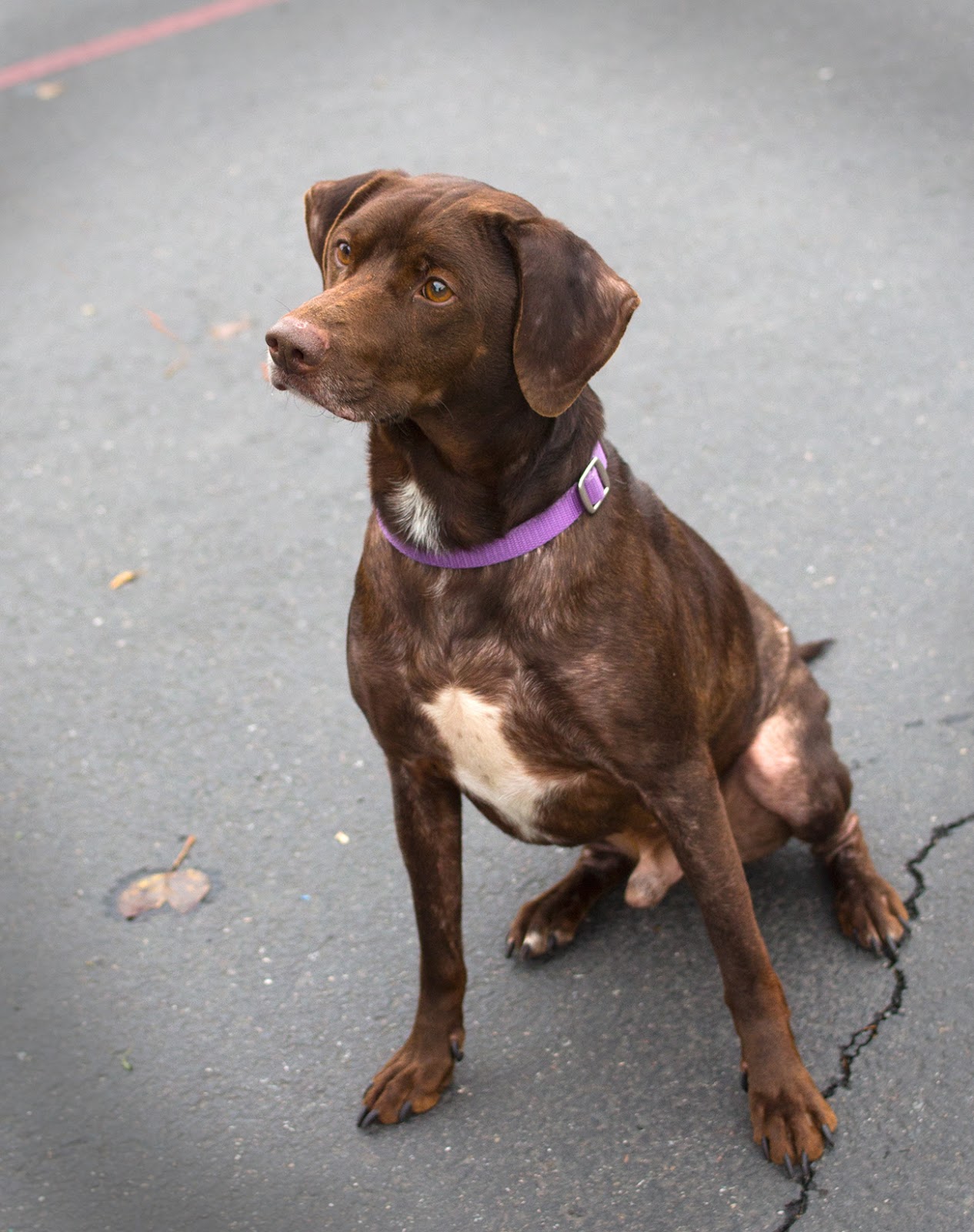 Shelter Dogs of Portland "NEWTON" american shelter dog (Lab/pointer