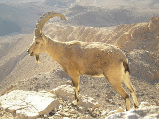 Nübye dağ keçisi (Capra nubiana)