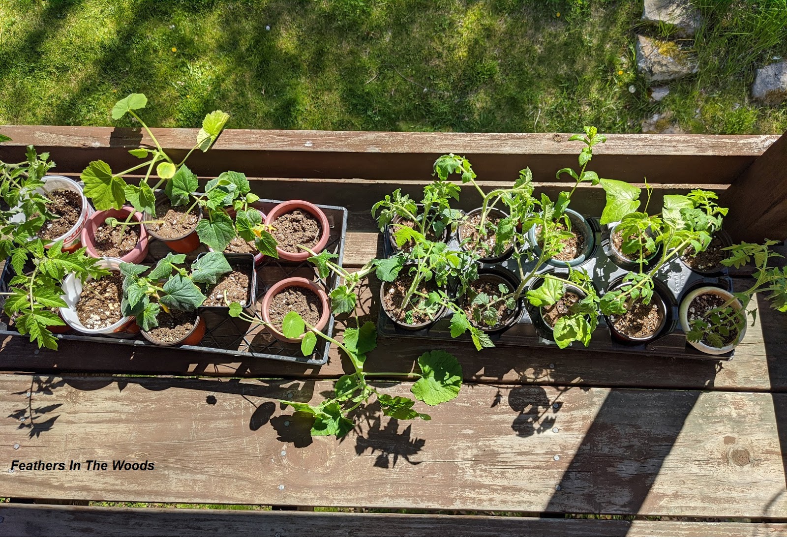 How to harden off seedlings (don't skip this!) Feathers in the woods
