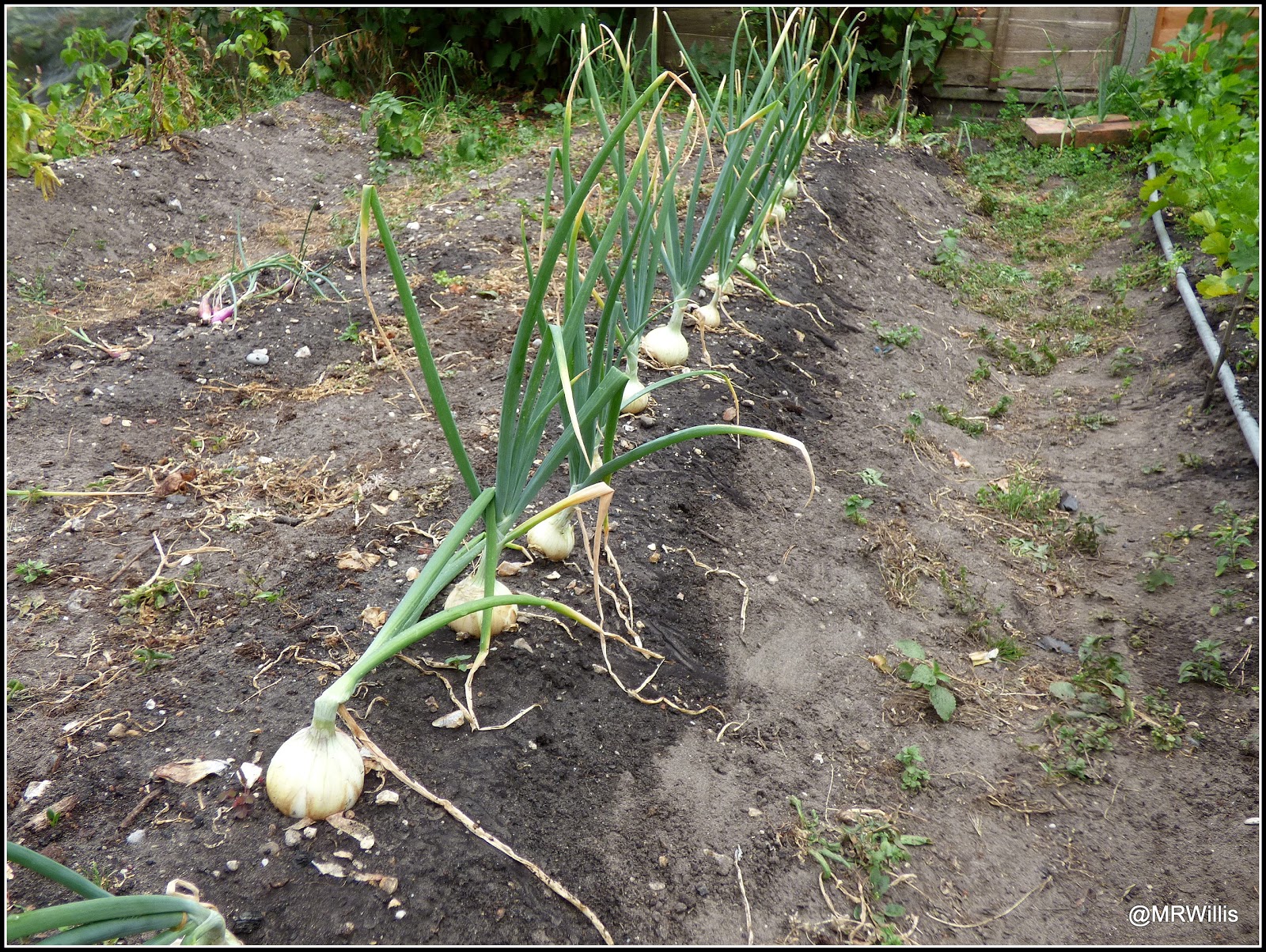 Plots Onion