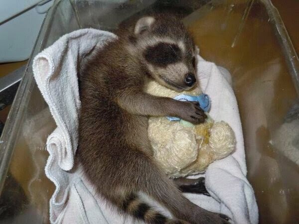 Funny animals of the week - 9 May 2014 (40 pics), cute animals, animal photos, baby raccoon sleeps hugging stuffed animal