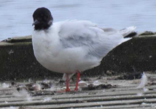 Hornsea Mere 13/07/21