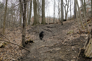 At Bayview Ave, take the forest trail to the left and continue along the top of the ravine back to your car.