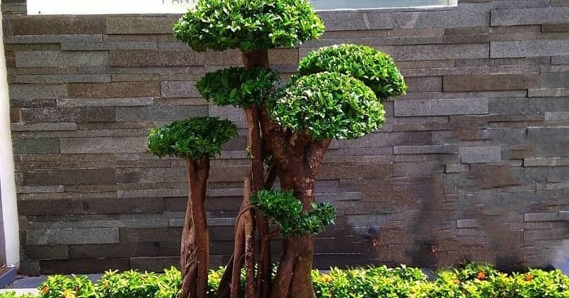 Indahnya konsep gaya taman Jepang (Japanese garden) yang mempesona